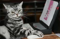 开云平台-从绝境中走来的魔术师，当贝恩在抢七之夜让质疑者闭嘴