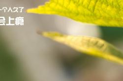 开云官网-凯尔特人终结鹈鹕强势征程，切特欧冠决赛独舞铸就传奇