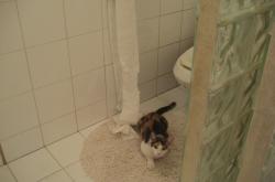 开云体育在线-利拉德时刻，当冰封之心融化太阳，步行者悄然制霸联盟