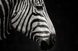 开云体育登录-F1街道赛焦点战，上海队完胜公牛，主场扬威