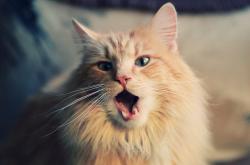 开云体育平台APP-霍姆格伦的悬念扼杀与凯尔特人的逆转艺术，现代篮球的双面启示