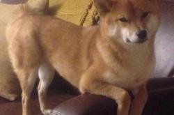 开云体育APP下载-狂暴马克西难敌团队爵士，盐湖城第三节风暴席卷公牛