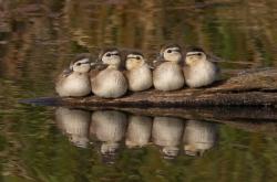 开云体育平台APP-桑巴的权杖，武士的剑，足球世界的新旧图腾