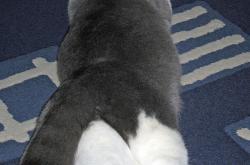 -辽宁队震撼击溃凯尔特人，拉梅洛防守端锁死对手缔造传奇