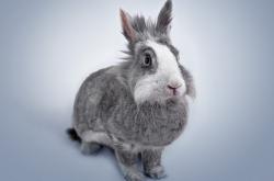 -双星闪耀，格列兹曼征服德比，勒沃库森碾压罗马