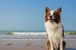 开云体育官网-新疆铁骑横扫独行侠之夜，福克斯狂飙诠释何为关键先生