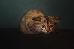 开云平台-沉默的重量，伦纳德里程碑之夜与太阳轻取森林狼的隐喻