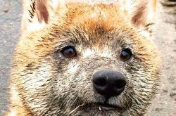 开云体育官方网站-亚洲之光闪耀都柏林，久保建英主导拉齐奥征服爱尔兰