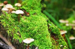 开云体育官方网站-意甲焦点战之夜，英格拉姆防守艺术在足球场的映照