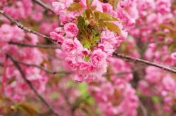 开云体育登录-拜仁旧梦遇新愁，比利时翻车夜，京多安斜刺杀出