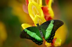 开云体育APP下载-绝境中的救赎，当马里铁骑踏平苏格兰，萨拉赫于深渊边缘擎起火炬