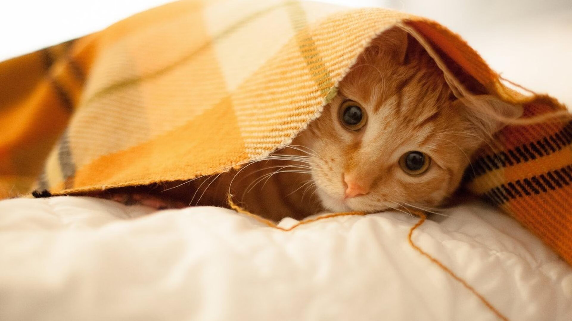 利刃淬火,奥运资格战锡安攻防两端统治全场