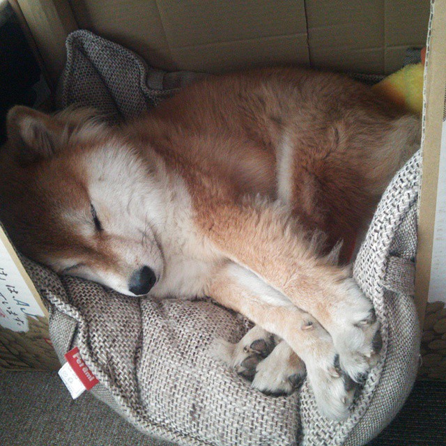 布伦森41分天神下凡!独行侠生死战逆转雷霆晋级总决赛