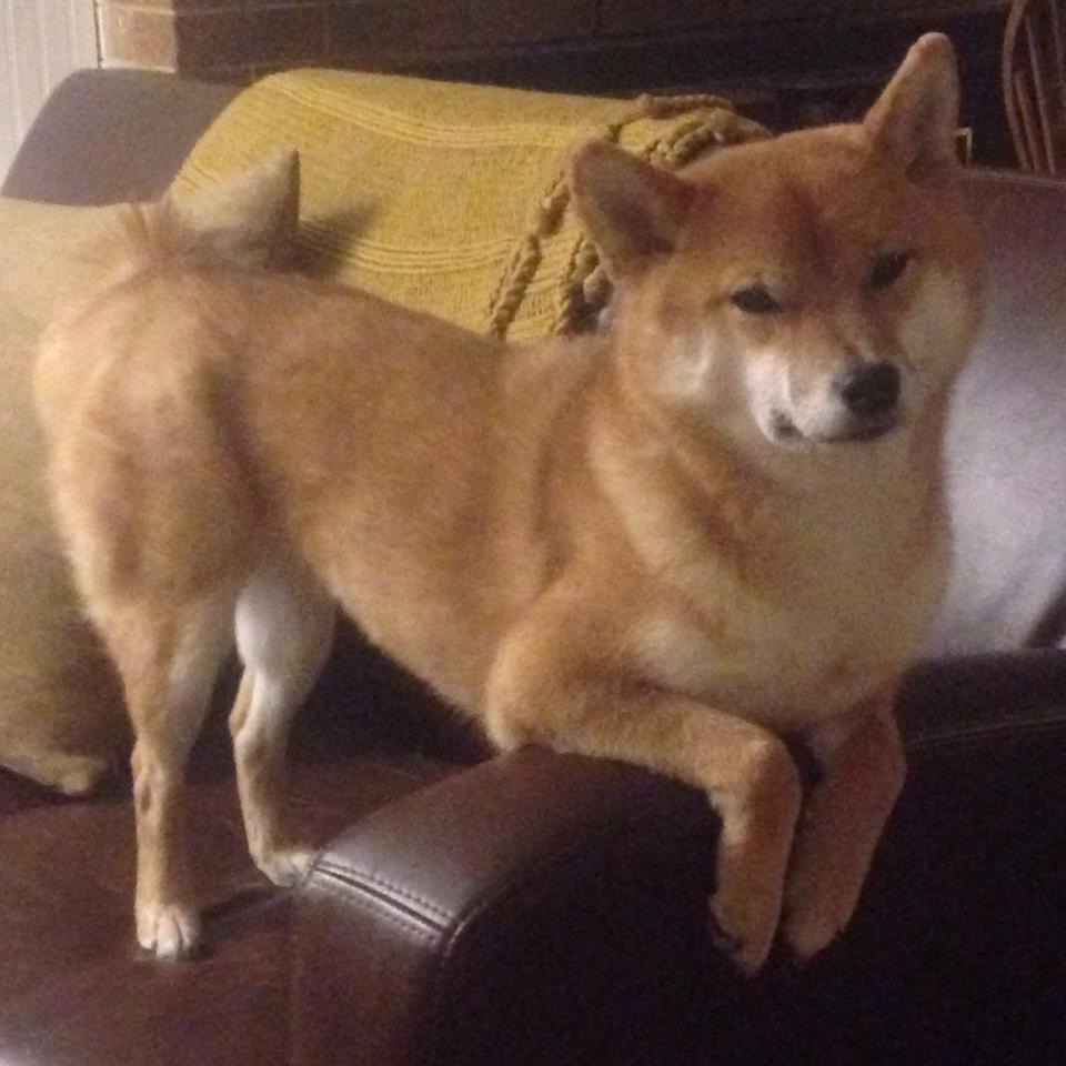 狂暴马克西难敌团队爵士,盐湖城第三节风暴席卷公牛