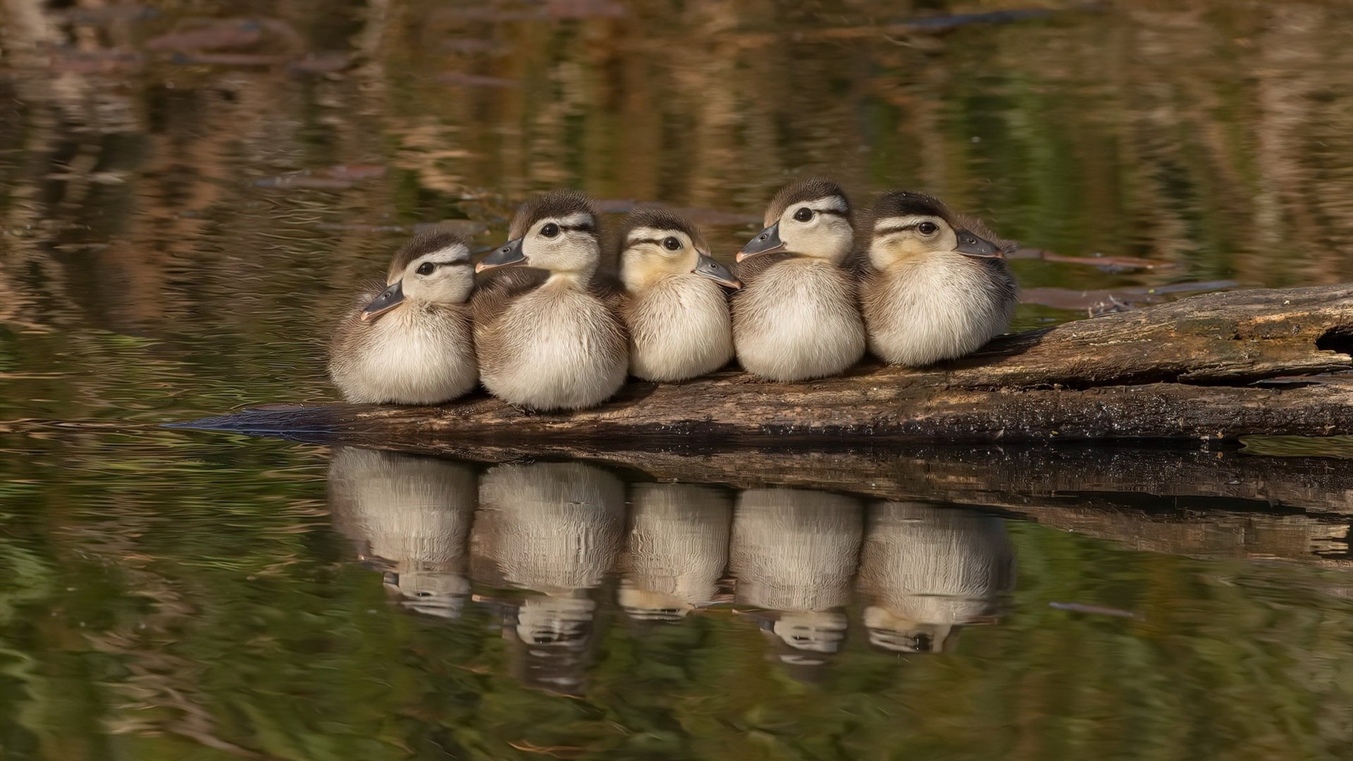 桑巴的权杖，武士的剑，足球世界的新旧图腾