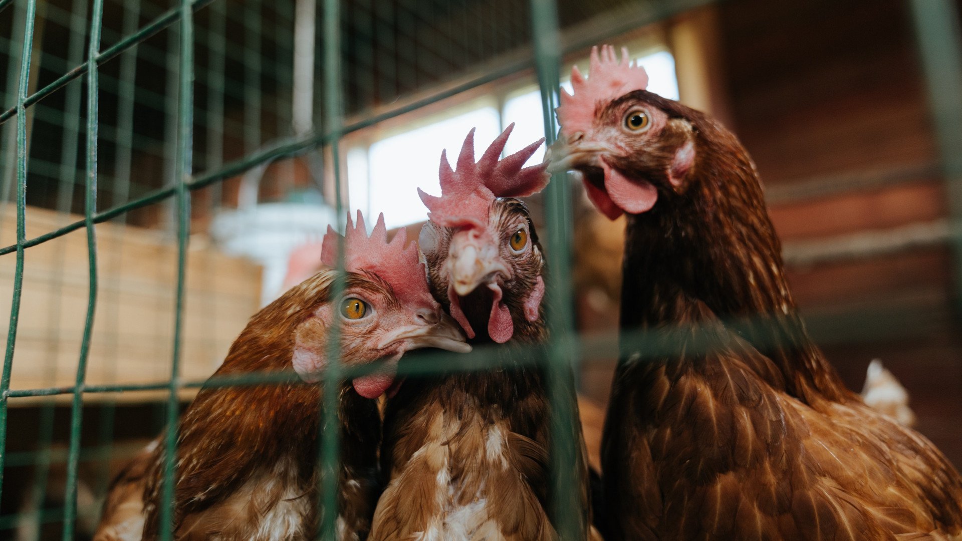 小贾伦狂砍45分创生涯新高，掘金主场力克广厦迎六连胜