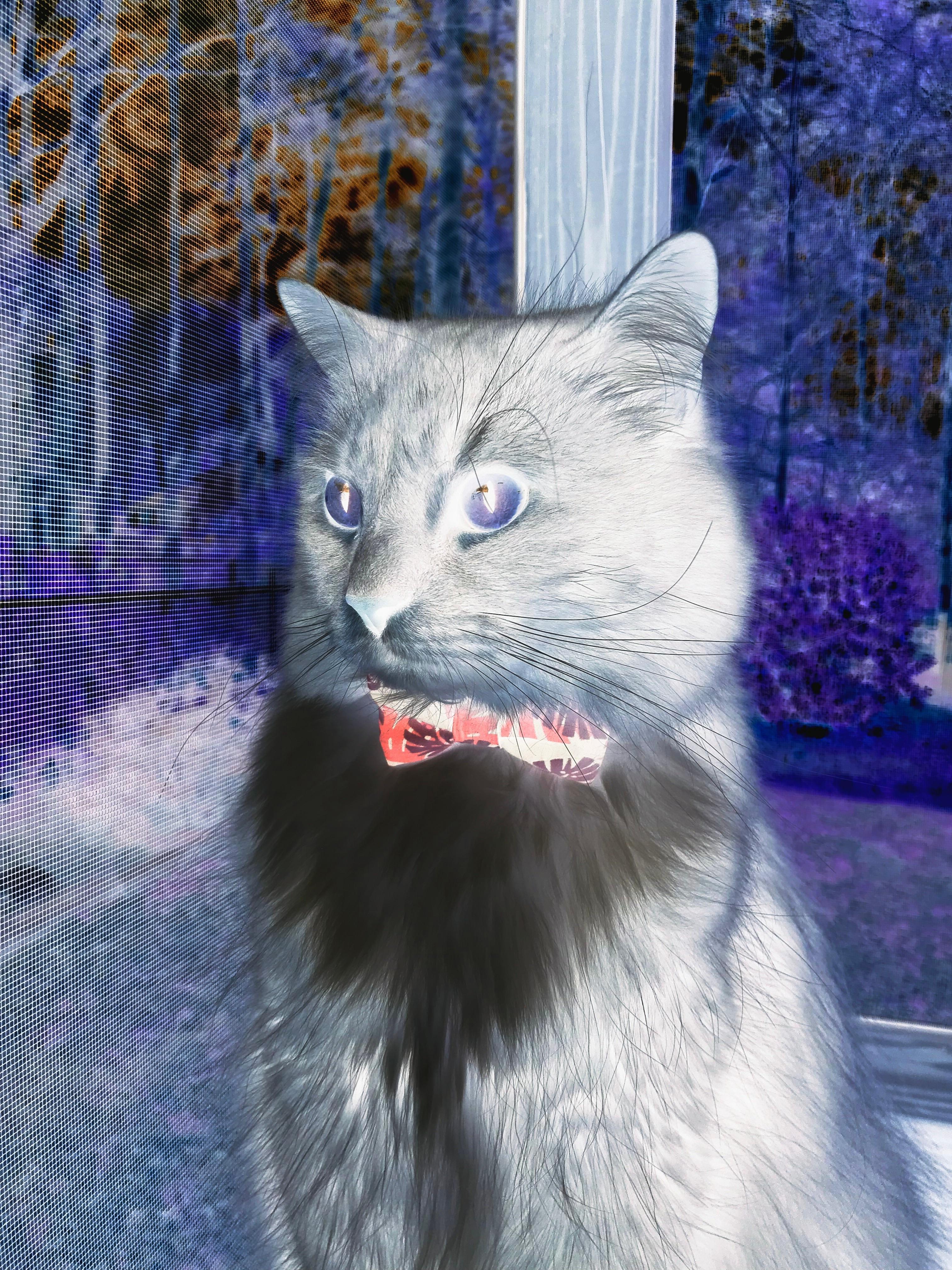 亚洲闪耀，富安健洋评级满分的启示与伊朗狂胜阿根廷的震撼