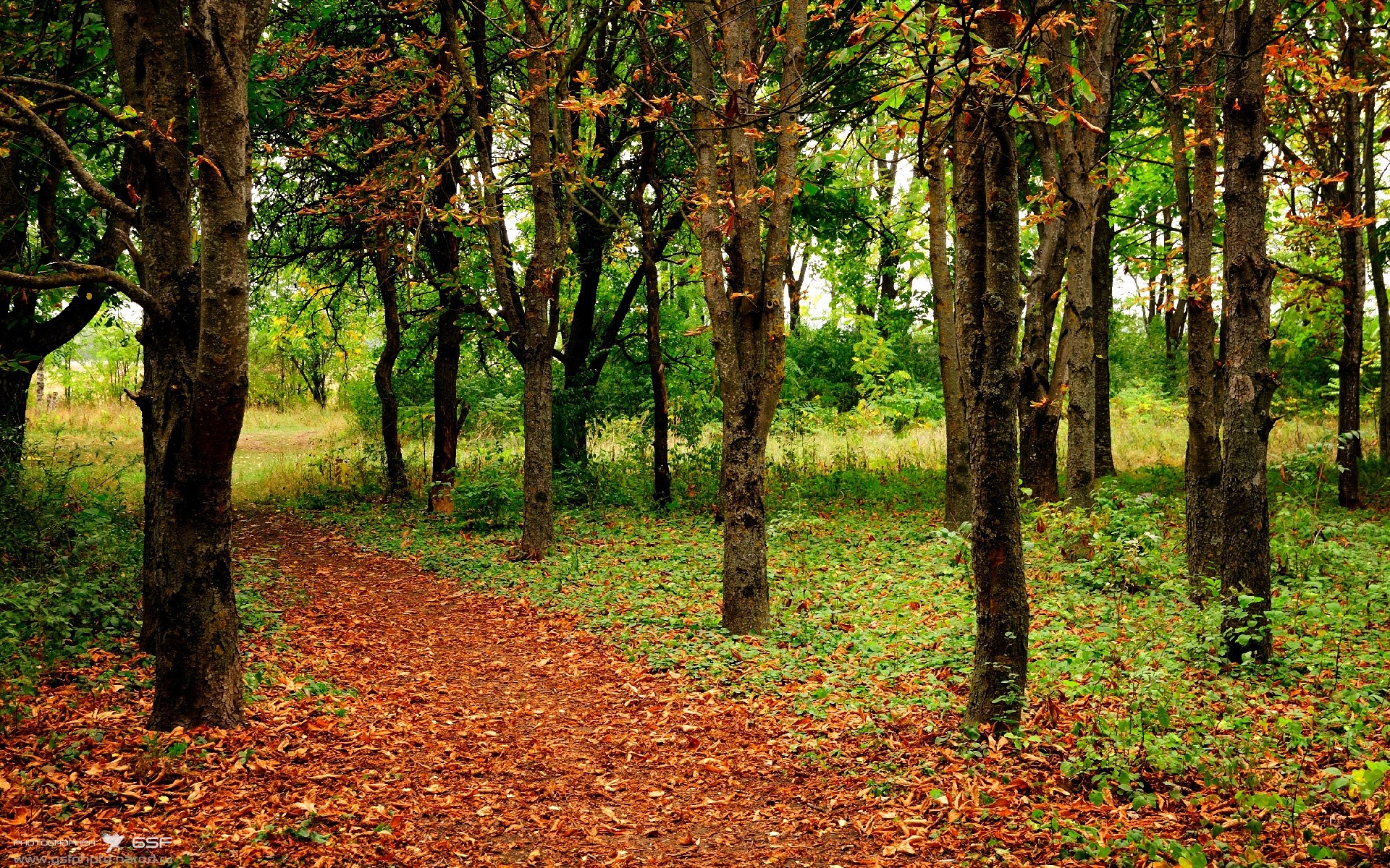 鹈鹕与猛龙的缠斗,F1街道赛生死时速的物种博弈