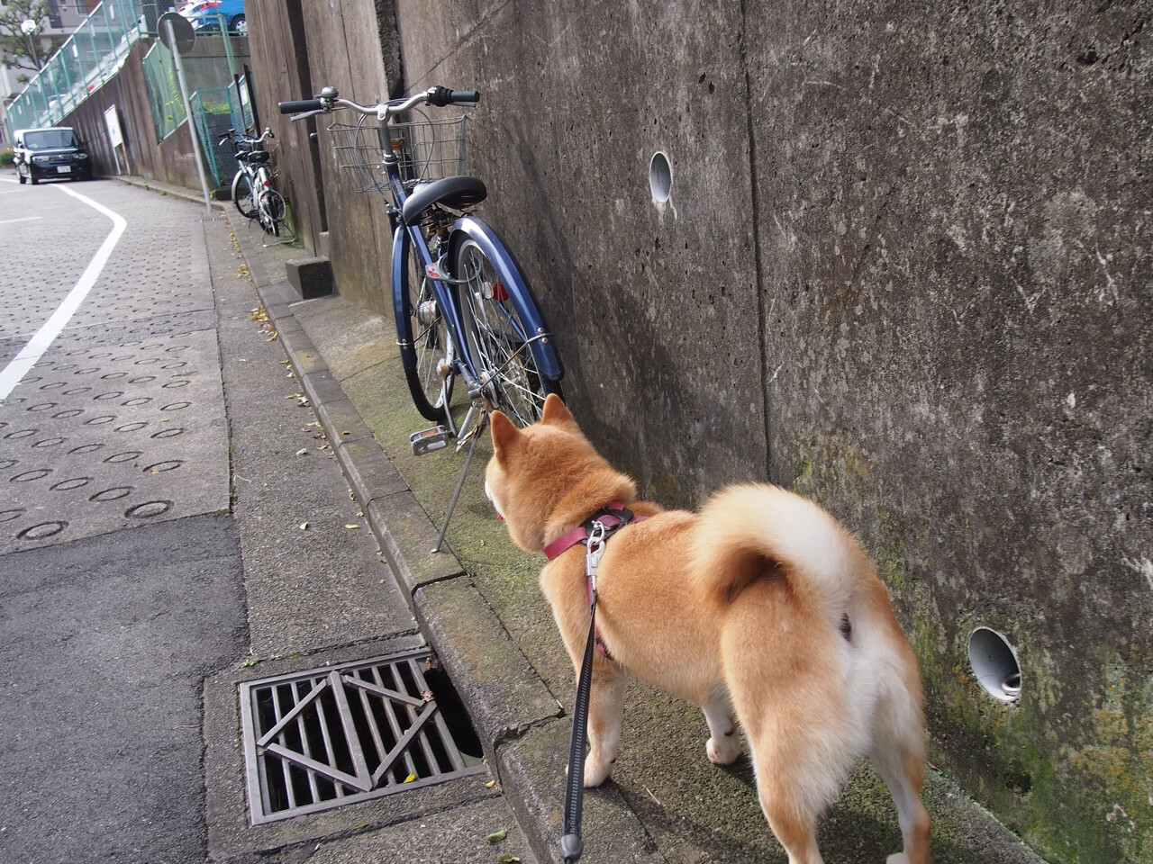 绿茵棋盘与魔法篮球，意甲焦点战与魔术打穿火箭背后的竞技玄机