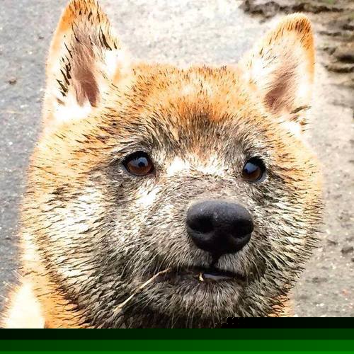 亚洲之光闪耀都柏林,久保建英主导拉齐奥征服爱尔兰