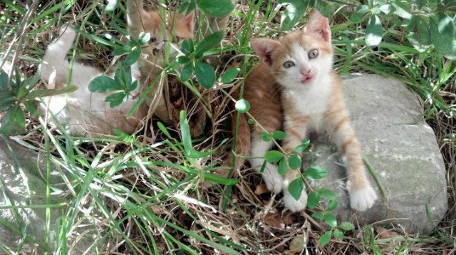 当爱尔兰强行终结摩洛哥，卡瓦哈尔在欧冠完成一场私人的足球复辟