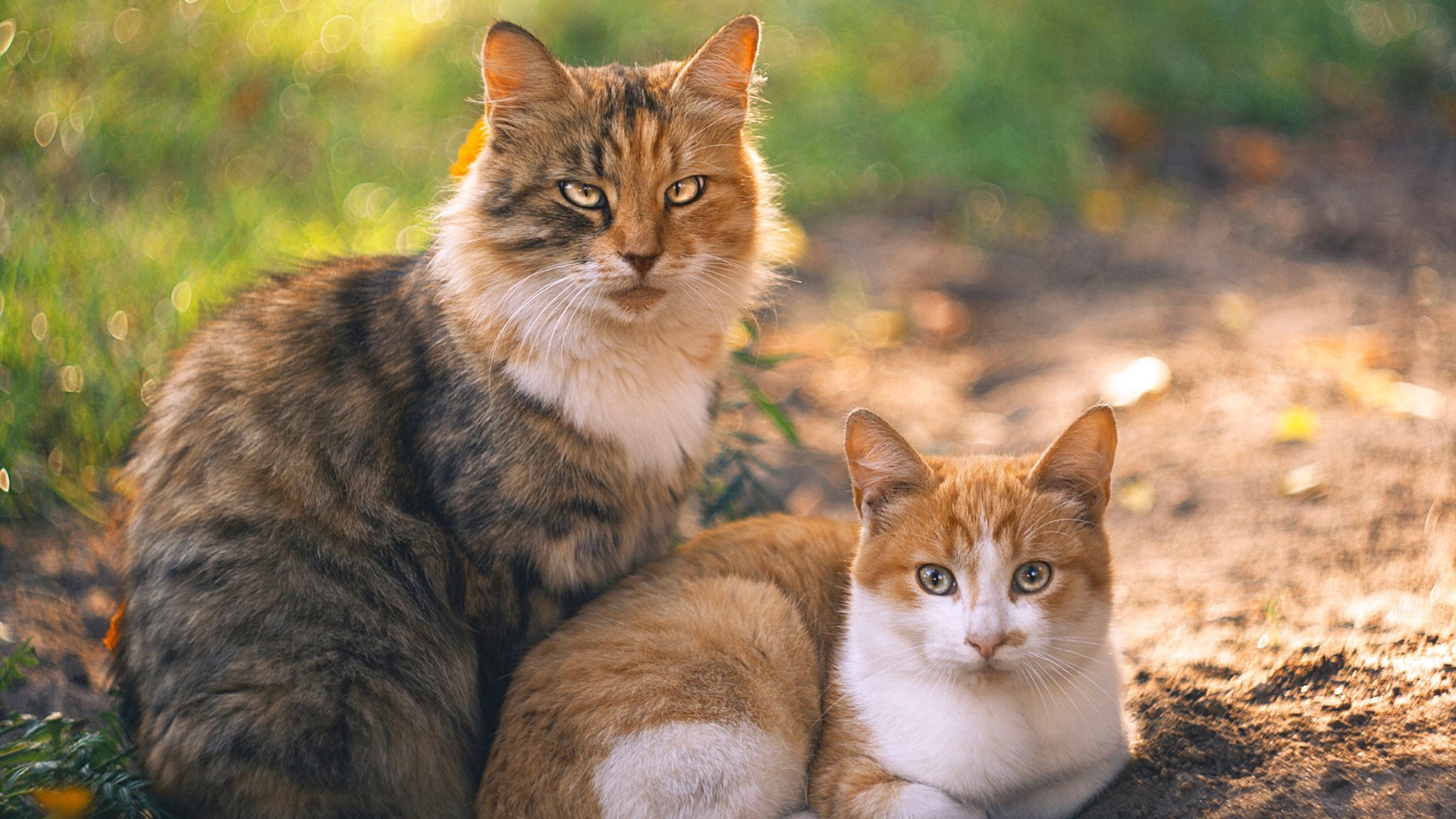 F1街道赛之夜,克莱用实力证明自己