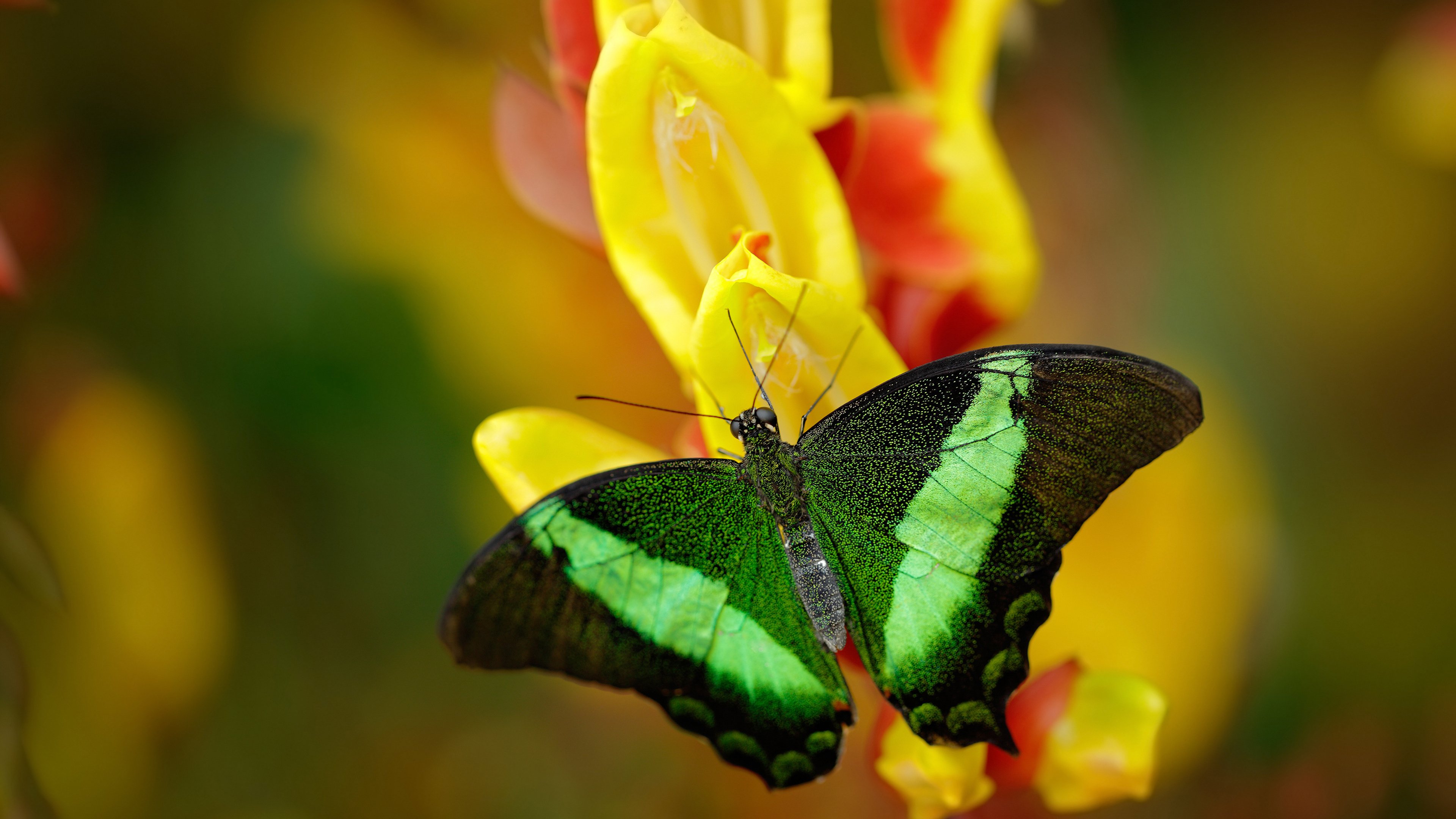 绝境中的救赎,当马里铁骑踏平苏格兰,萨拉赫于深渊边缘擎起火炬