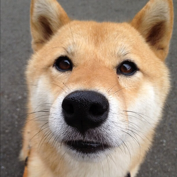 法比尼奥的金字塔尖时刻,当现代绿茵场重现古文明对决