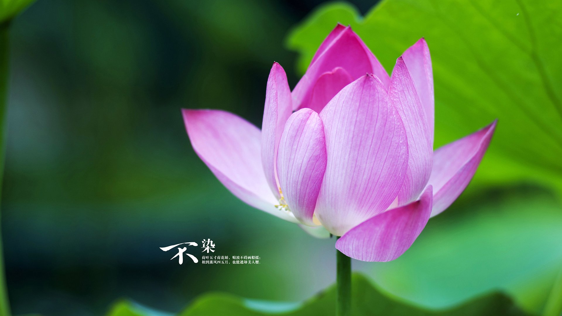 法比尼奥的金字塔尖时刻,当现代绿茵场重现古文明对决