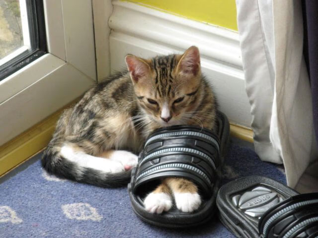 南美风暴席卷旧大陆,当巴西的韧性与恩佐的魔法同时降临