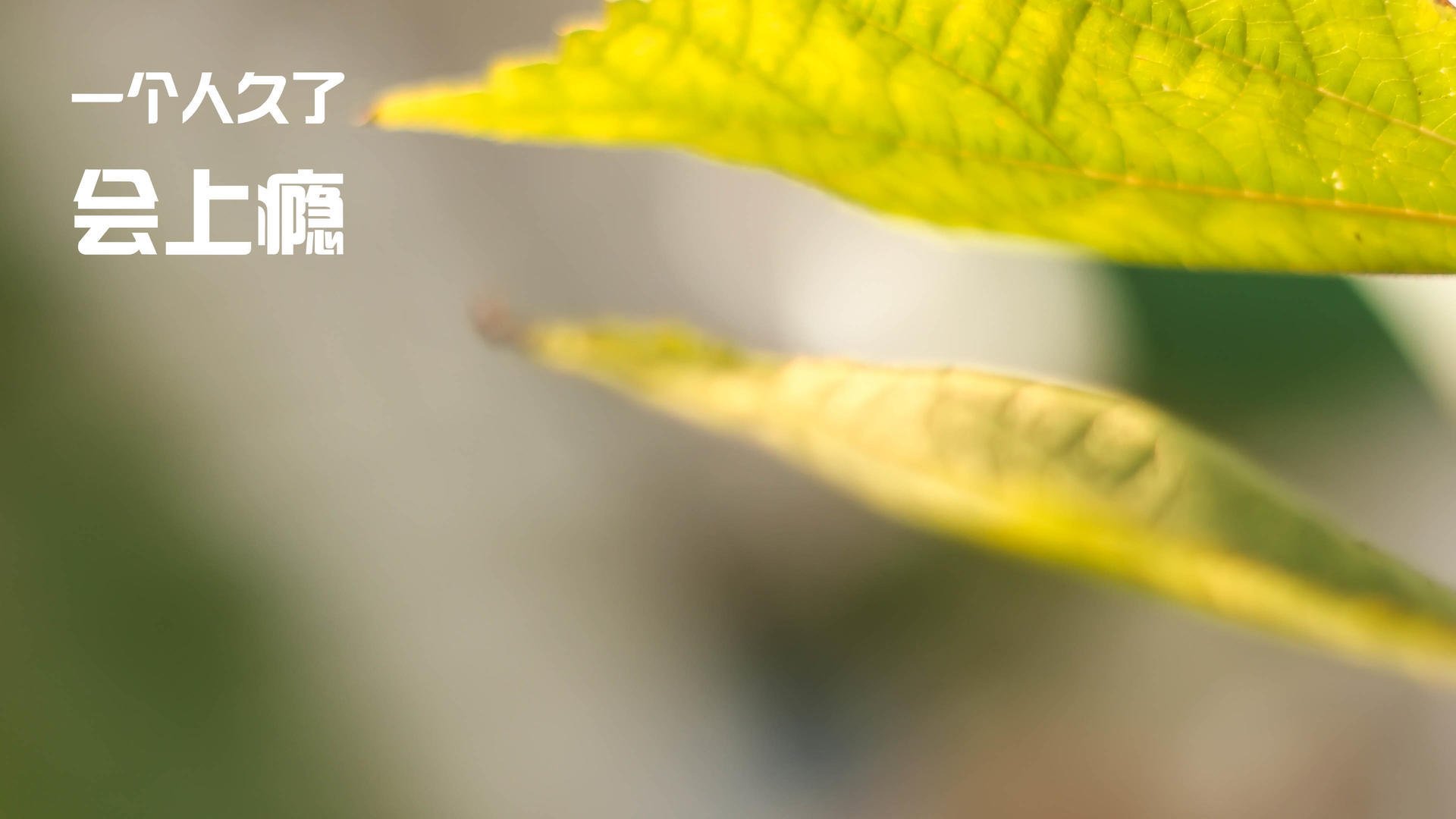 凯尔特人终结鹈鹕强势征程，切特欧冠决赛独舞铸就传奇