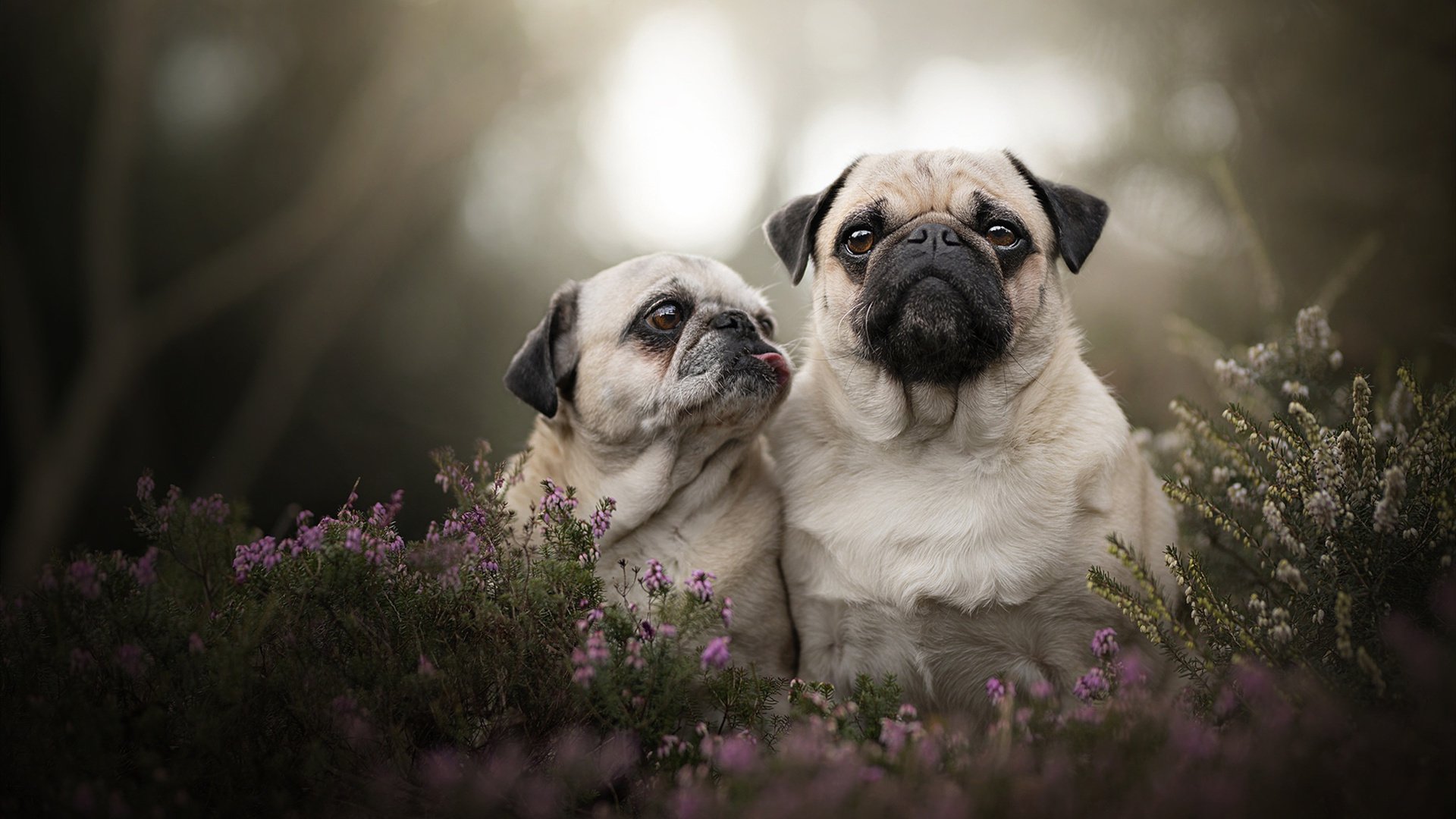 魔笛镇魂曲，当克罗地亚的坚韧击碎巴萨的华丽