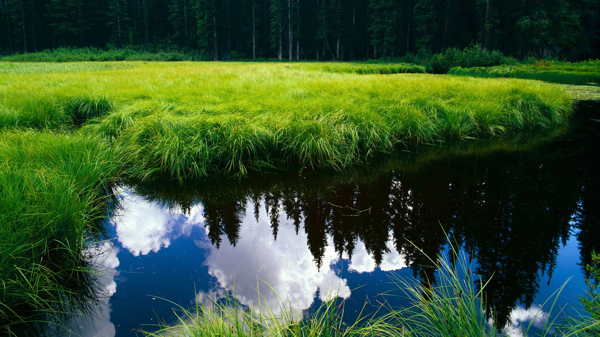 绝境逆袭!苏格兰2-1绝杀荷兰创世界杯历史