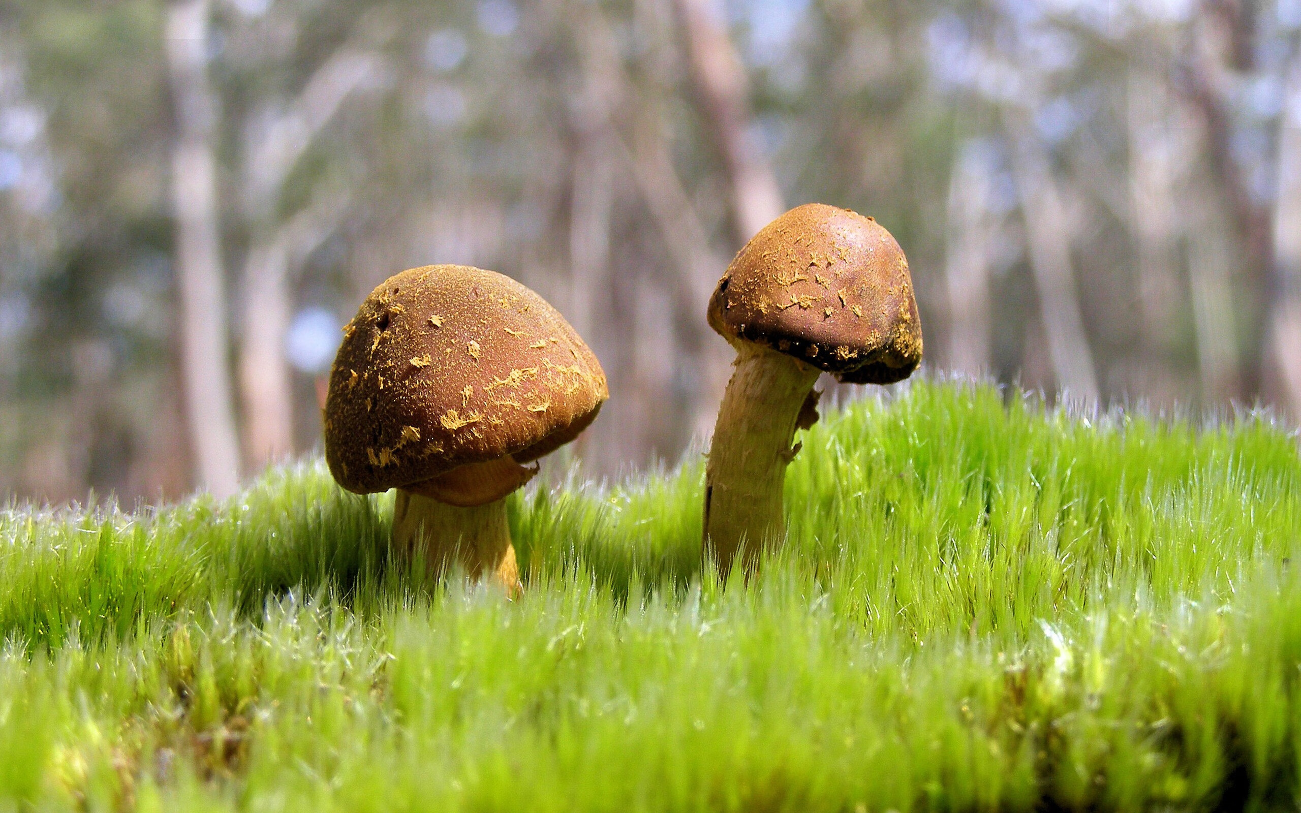 摩洛哥淘汰那不勒斯,阿尔瓦雷斯关键节点连击,谱写非传统足球史诗