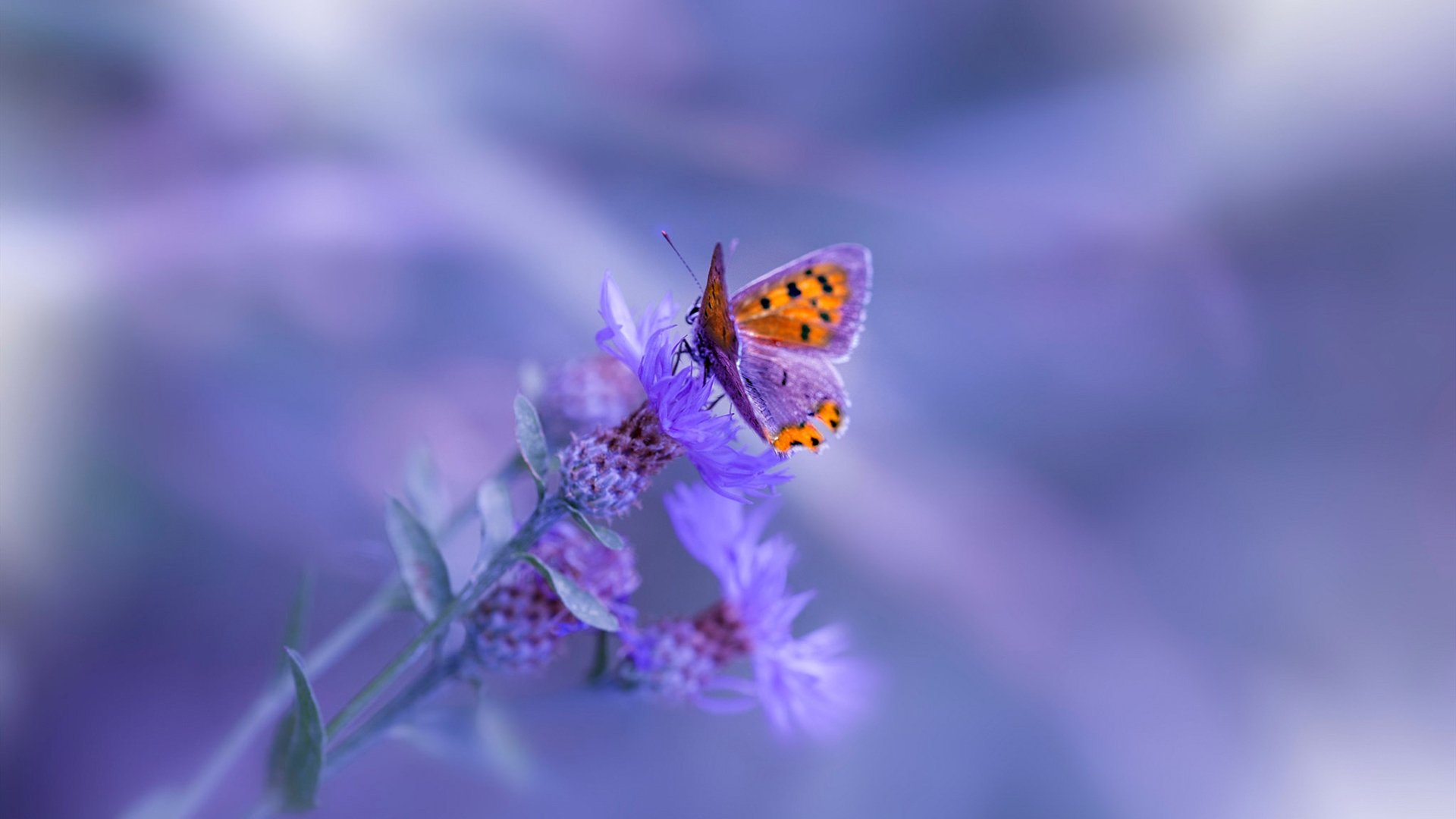 鏖战北欧，葡萄牙硬仗取胜瑞典，世界排名争夺战焦点战保持不败金身