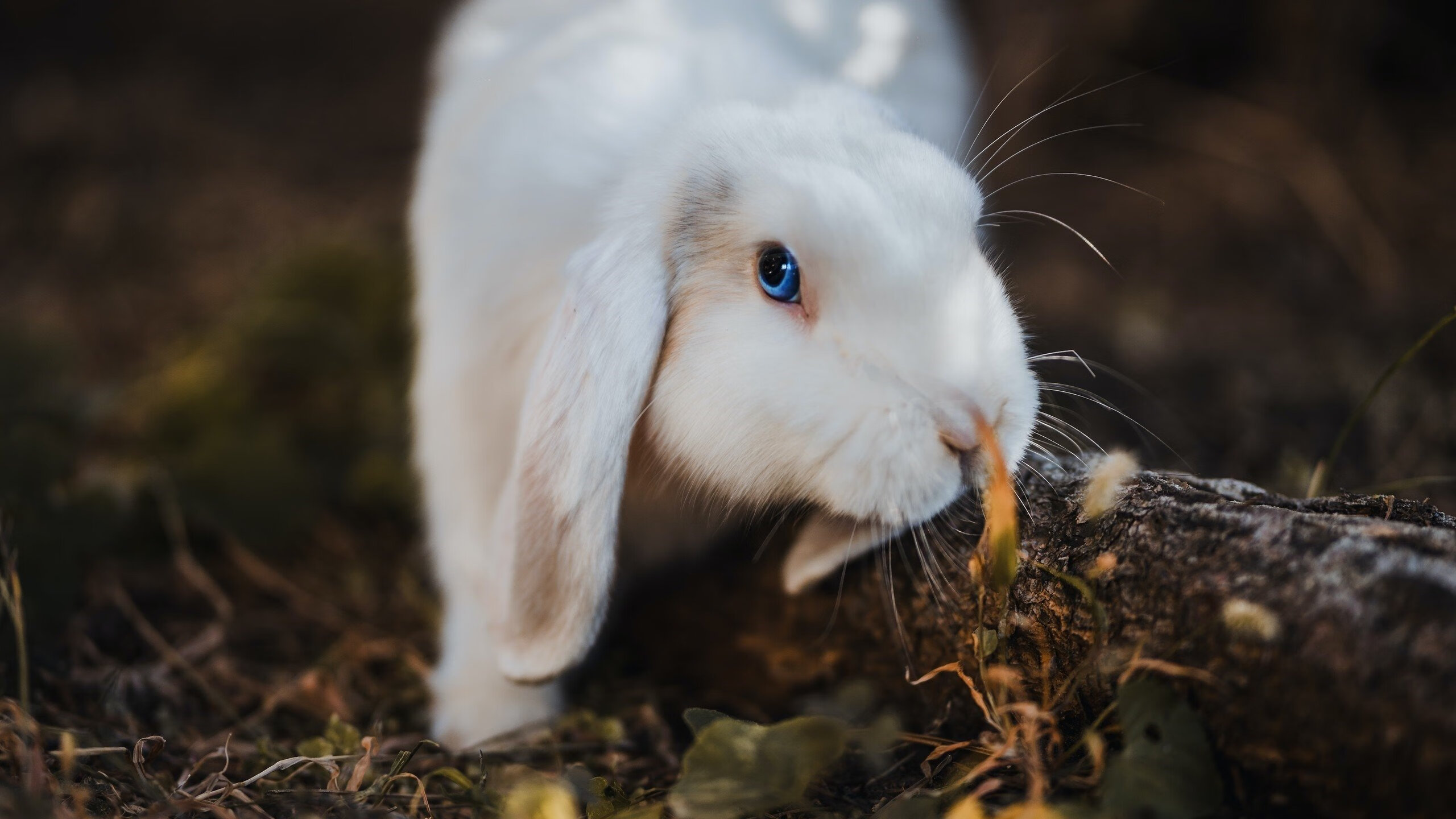楚阿梅尼带队难救主，土耳其完胜法国展雄风