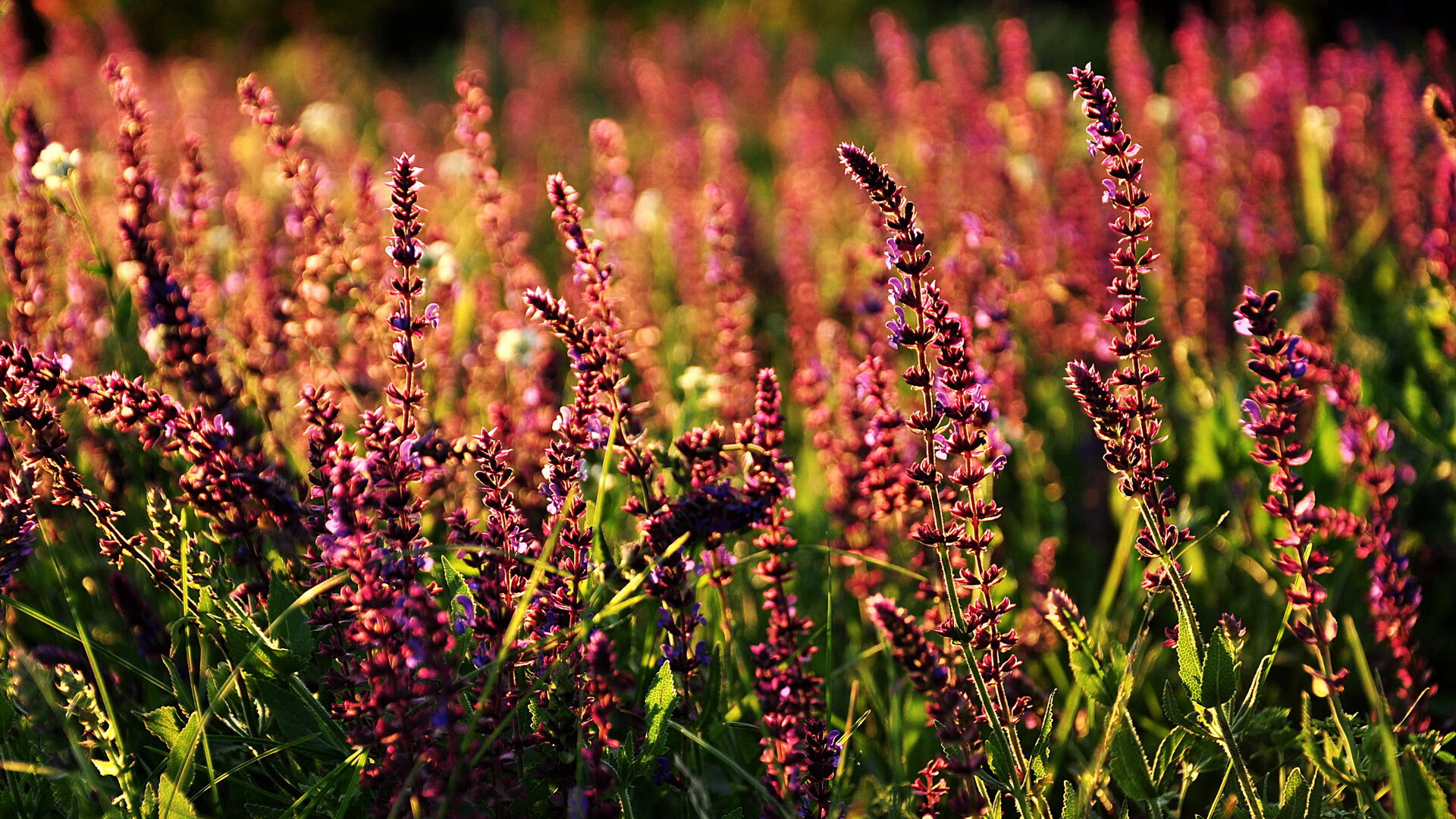 欧文完美发挥引领勇士轻取吉林队，跨联赛对决彰显篮球魅力