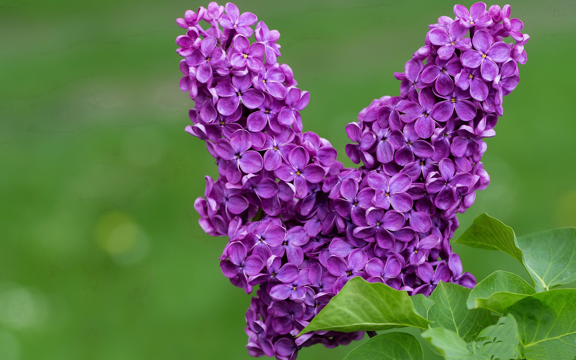 伊朗压哨绝杀背后，谁才是真正的大场面先生？罗德里戈的启示