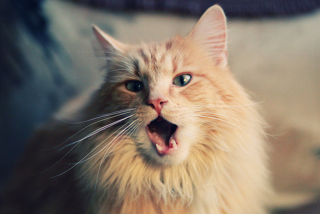 霍姆格伦的悬念扼杀与凯尔特人的逆转艺术，现代篮球的双面启示